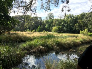 宁静溪边的自然风景