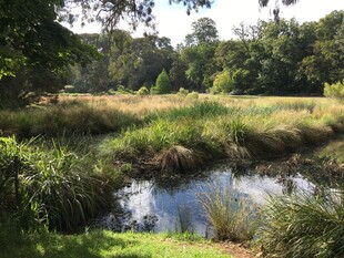 宁静溪边的自然美景