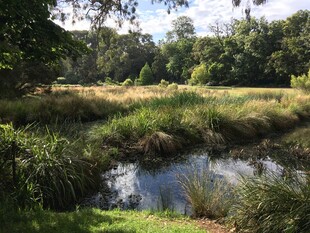 宁静溪边的自然景致