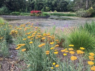 花园中的多彩花卉景观