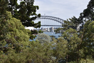 透过树林看悉尼海港大桥