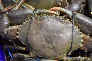 鲜活大螃蟹特写