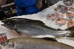 市场中的新鲜鱼类展示
