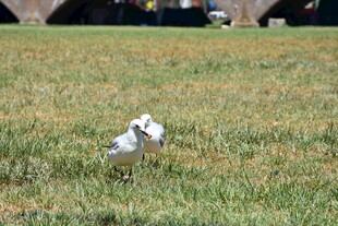 草地上的小白鸟