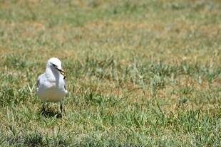 草地上的白色小鸟