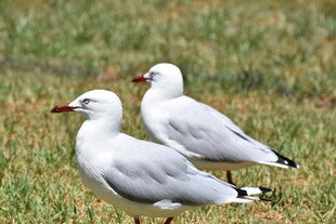 草地上的两只白海鸥