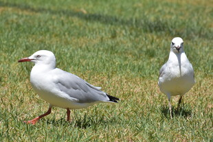 草地上的两只海鸥