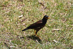 草地上的黑羽小鸟