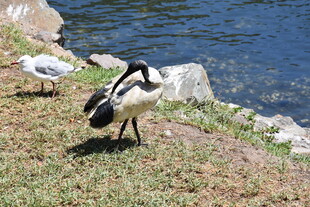 岸边双鸟 自然和谐景致