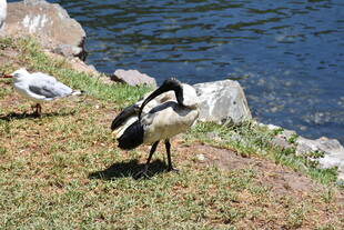 岸边觅食的鹅与海鸥