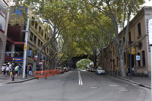 城市街道绿树成荫景象