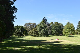 阳光照耀下的绿意盎然草地