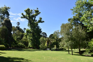 绿意盎然的户外草地景观