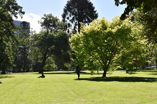 绿意盎然的公园草地景观