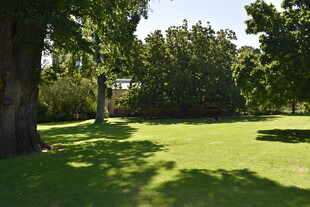 阳光照耀下的绿意盎然草地