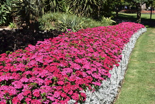 艳丽花带装点美丽草坪