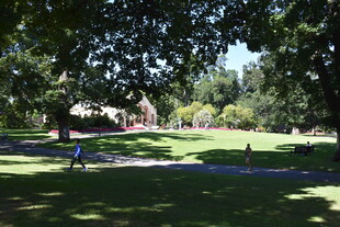 阳光洒落的静谧林间草地