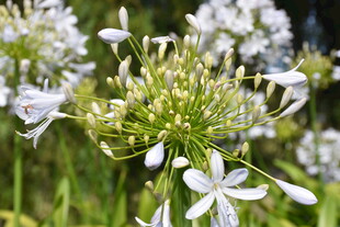 清新淡雅的百子莲绽放