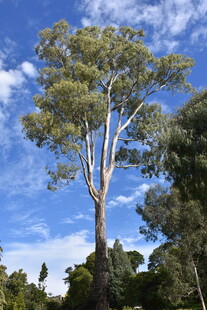 蓝天映衬下的高大桉树