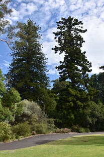 林间小道旁的葱郁树木