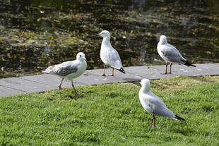 草地上的几只海鸥