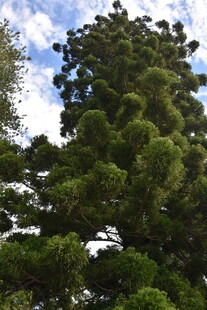 高大葱郁的树木