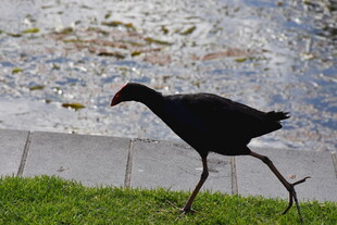 草地上行走的黑鸟