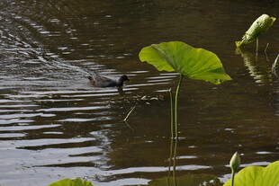 水中荷叶旁游动的鸭子