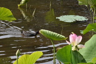 荷塘中绽放的娇艳荷花