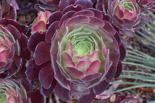 紫韵多肉植物特写