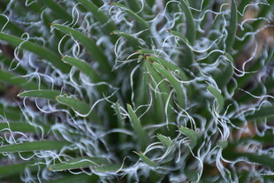 独特纹理的绿色植物