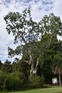 高大繁茂的户外大树景观