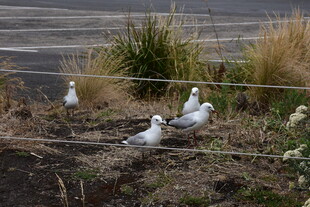 岸边休憩的几只海鸥