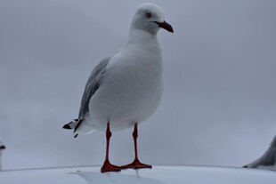 站立的红脚海鸥