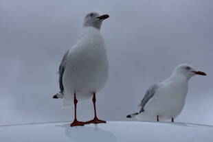 车顶站立的两只海鸥