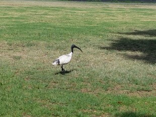 草地上的长喙鸟