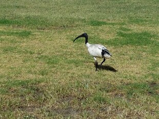草地上行走的长嘴黑白鸟