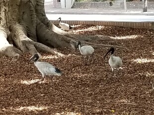 树下觅食的几只鸟儿