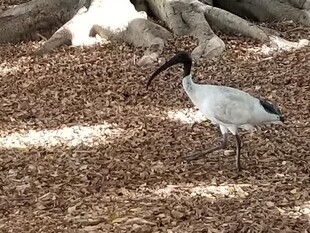 湿地中的长喙白鸟