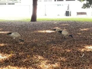 树下休憩的几只动物