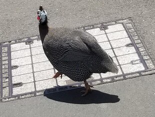 行走在路面上的珍珠鸡