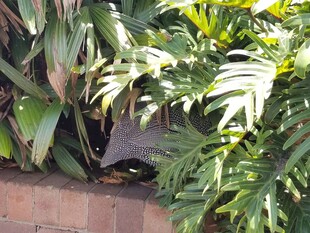 墙边绿叶下的神秘黑猫