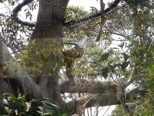 繁茂大树展现自然生机