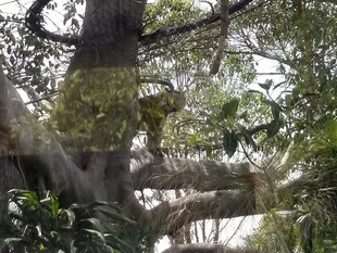 繁茂丛林中的粗壮树木