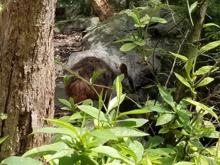 林间隐秘处的野生动物