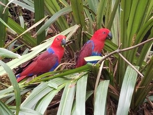 双彩鹦鹉栖于绿叶间