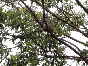 树上栖息的鸟儿