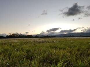夕阳下的广袤绿色田野