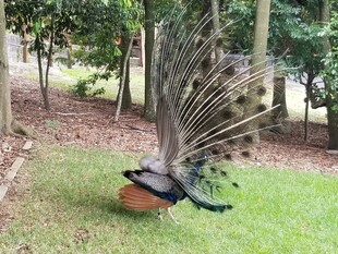 草地上开屏的美丽孔雀