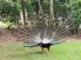 开屏的孔雀于绿意中